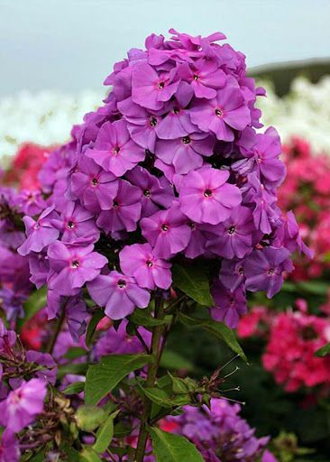 Флокс метельчатый Аметист d15 ХР 