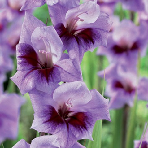 Луковица НВМ Гладиолус Бонос Мэмори 10/12 5шт 