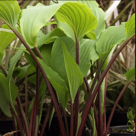 Хоста Ред Октоубер v2 Lav 