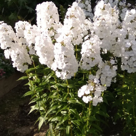 Флокс метельчатый Шнелавин d15 ХР 