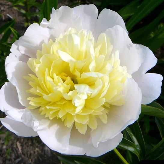 Пион Примавера v3-5 Tim 