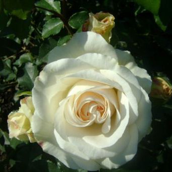 Роза флорибунда Космос с5, Tim 