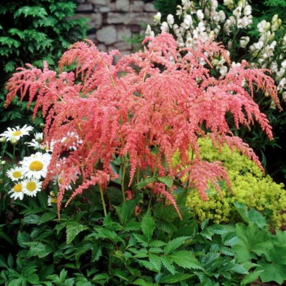 Астильба Страусфендер v3-5 Tim 