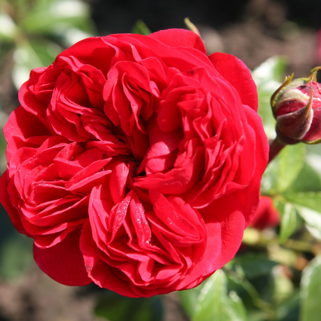 Роза флорибунда Оаут оф Розехайм v5 Dem 