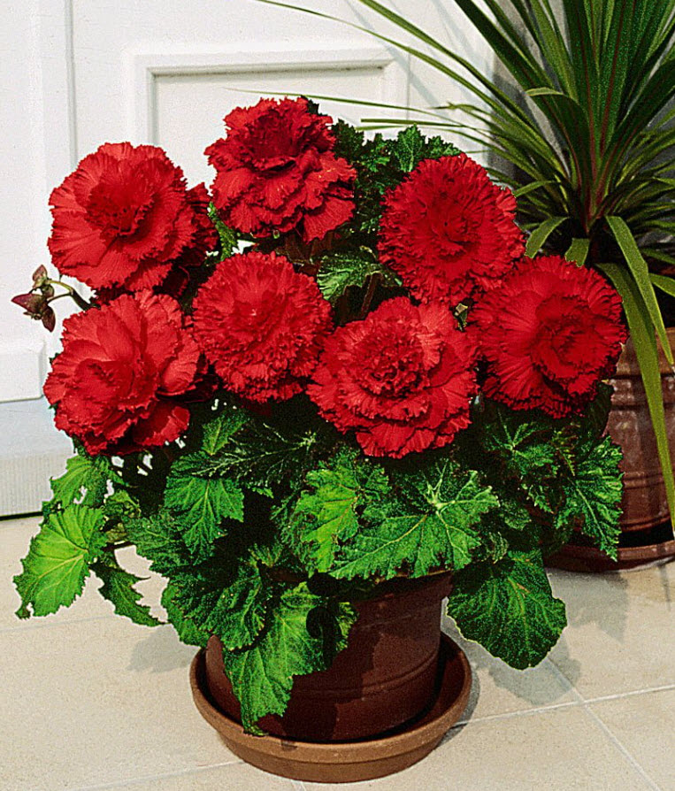 Клубень Бегония Фимбриата Дарк Ред , 2шт/уп 