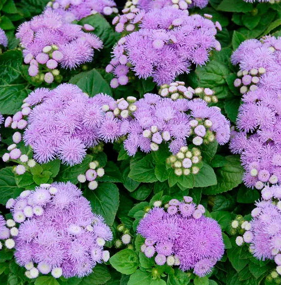 Агератум Хоустона кассета 6 ячеек ЦВ 