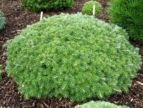 Пихта корейская Кристалкугель 15-20 Mt 