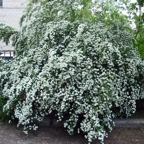 Спирея Вангутта С5, 40-60СМ 