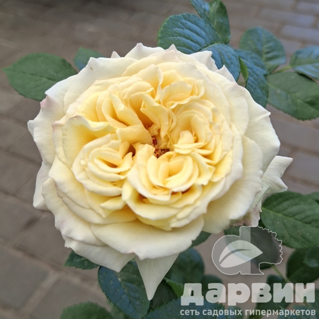 Роза плетистая Сирано де Бержерак v5 Lav 