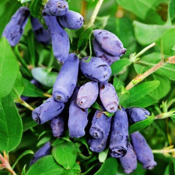 Жимолость плодовая Ленита v3-5 