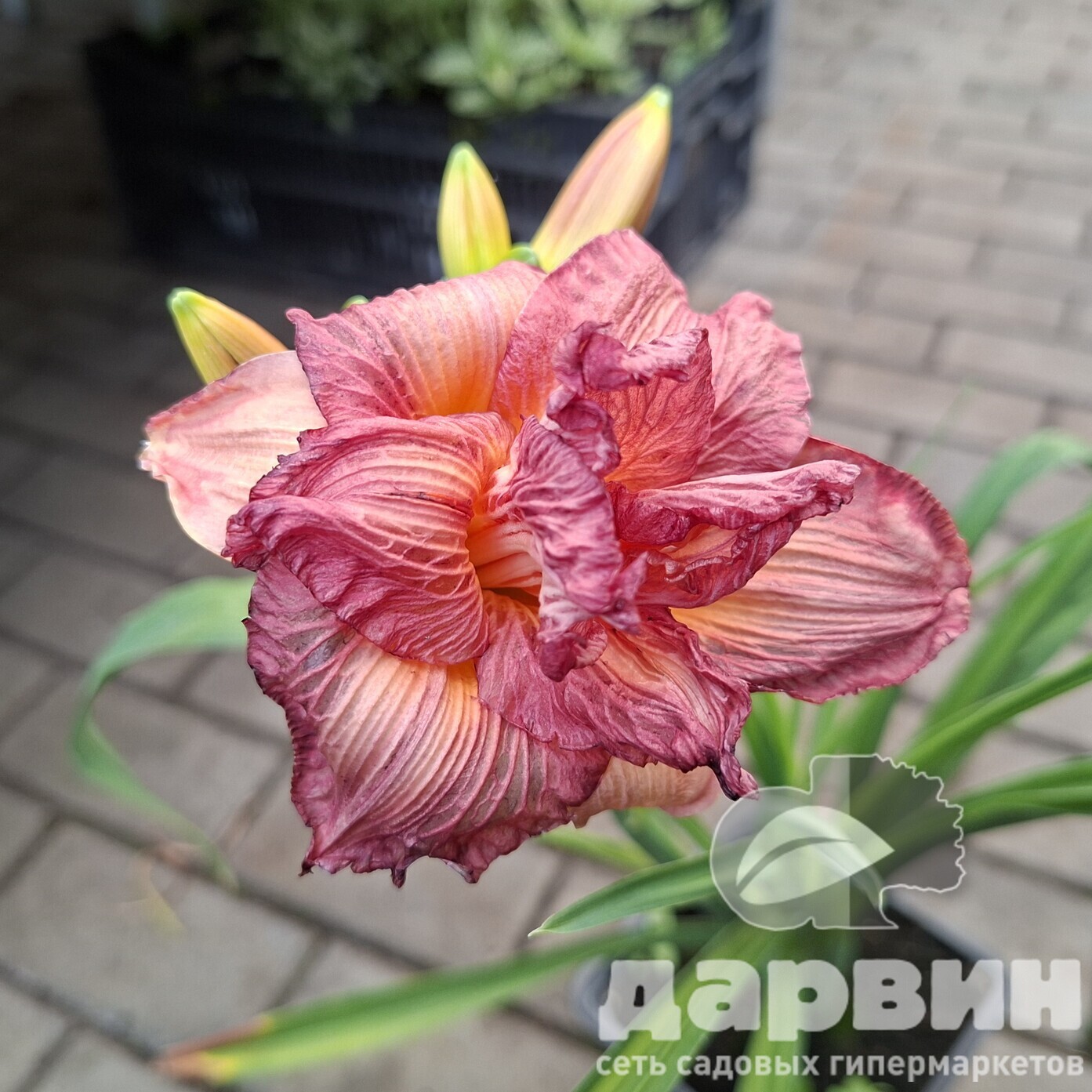 Лилейник Дабл Пинк Зефир v2 Tim 