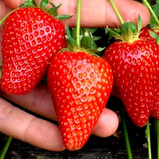 Земляника крупноплодная Капри d11 Tim по цене  Земляника крупноплодная Капри d11 Tim