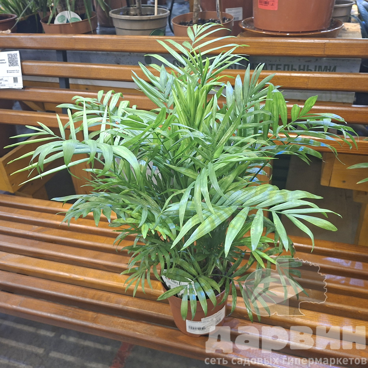 Хамедорея элеганс d14 h55 