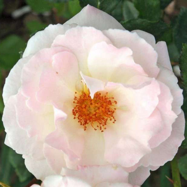 Роза флорибунда Айспринцессин 5л Dem 