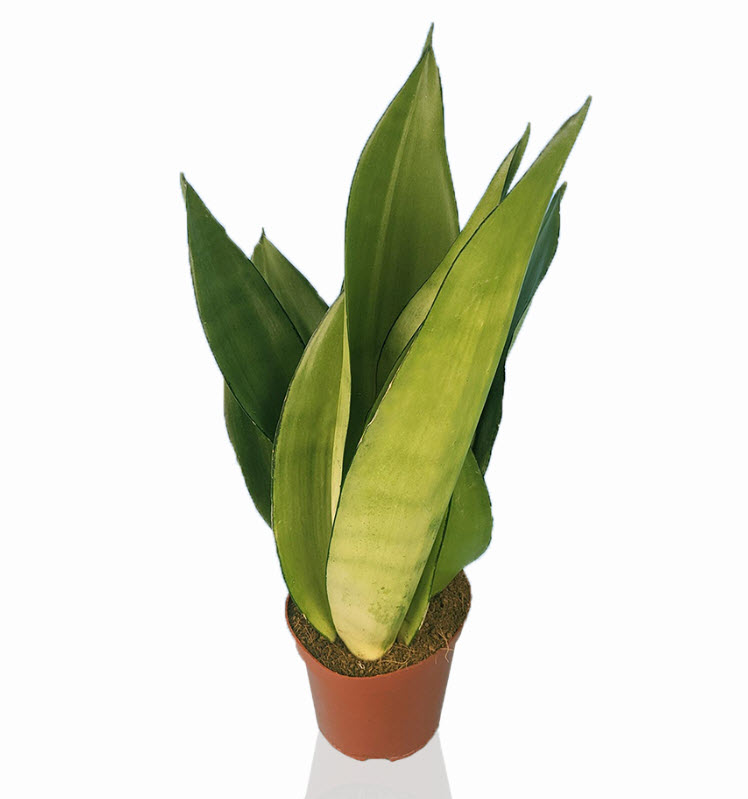 ОсновноеИзображение