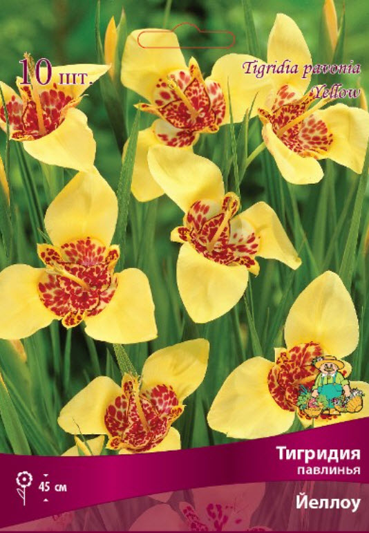 Клубень Тигридия павлинья Тигридия павлинья Йеллоу 10шт. Поиск 