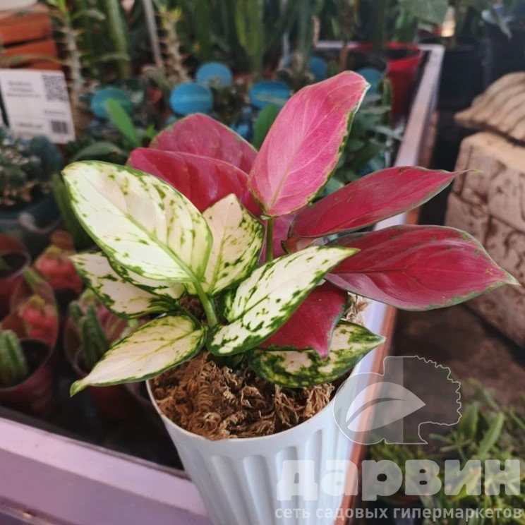 Аглаонема ред энд вайт d12 h30 