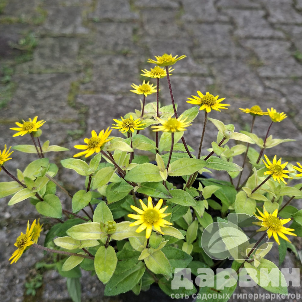 Санвиталия d12 Tim 