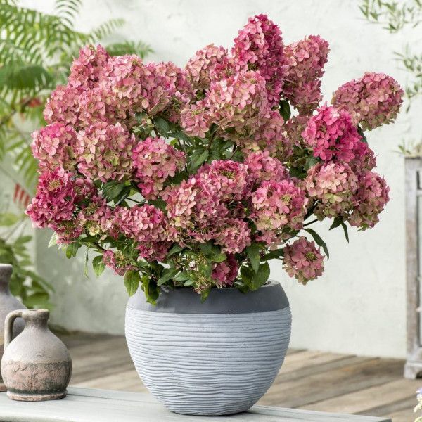 Гортензия метельчатая Петит Стар v5 Lav 