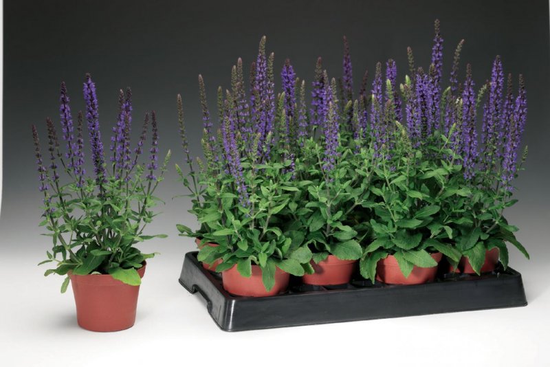 Шалфей d11 МО 