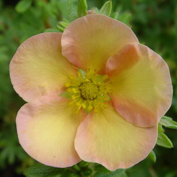 Лапчатка кустарниковая Дэйдаун С2 