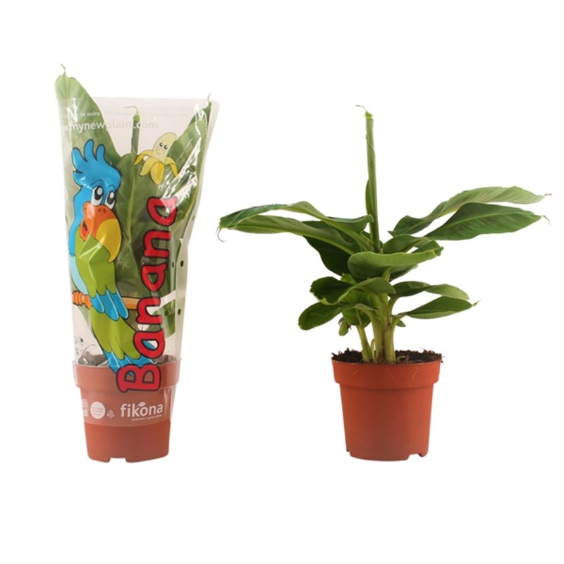 Банан Тропикана d17 h40 