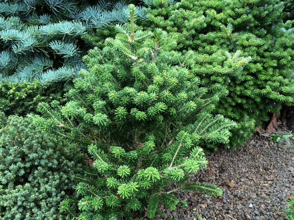 Пихта корейская v25 Lav 