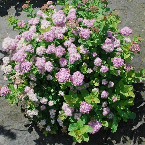 Спирея березолистная Пинк Спарклер v2 Lav 