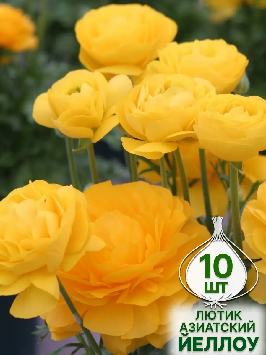 Луковица Лютик азиатский Йеллоу 10шт. Поиск 