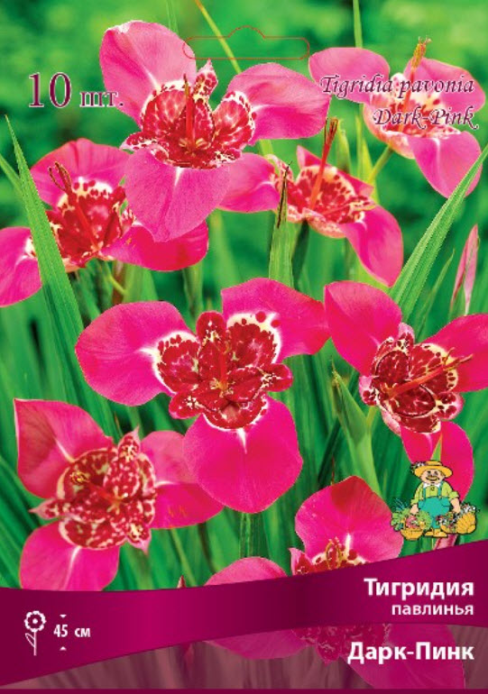 Клубень Тигридия павлинья Тигридия павлинья Дарк Пинк 10шт. Поиск 