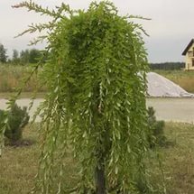 Ива пурпурная Pendula C5, 40-60 UL 