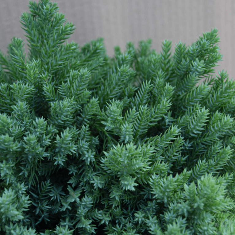 Можжевельник лежачий Бонин Айслс v5 40-60 Bor 