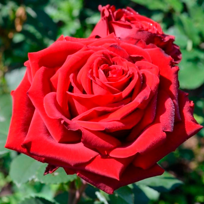 Роза чайно-гибридная Эксплоер v5 Lav 