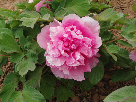 Пион древовидный Сады востока 