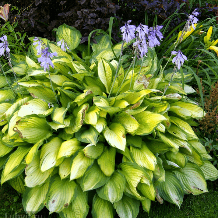 Хоста Паулс Глори v2 Tim 