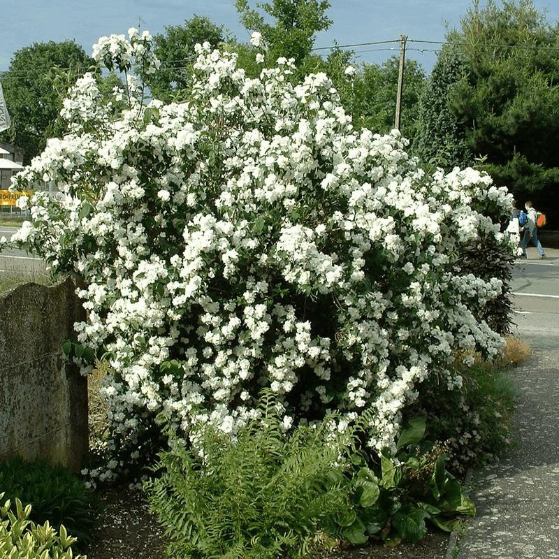 Чубушник Виргинал С5, 60-80см 