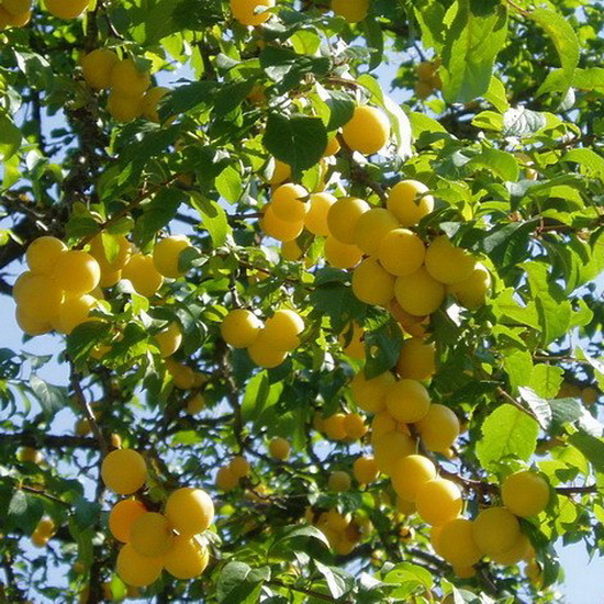 Алыча Подарок СПБ, 2-летка Gv 