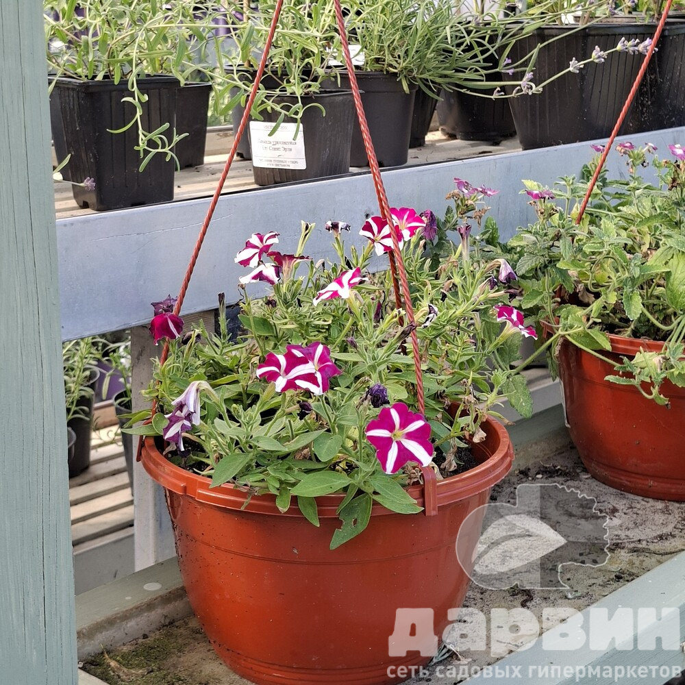 Петуния в кашпо d23 Tim 