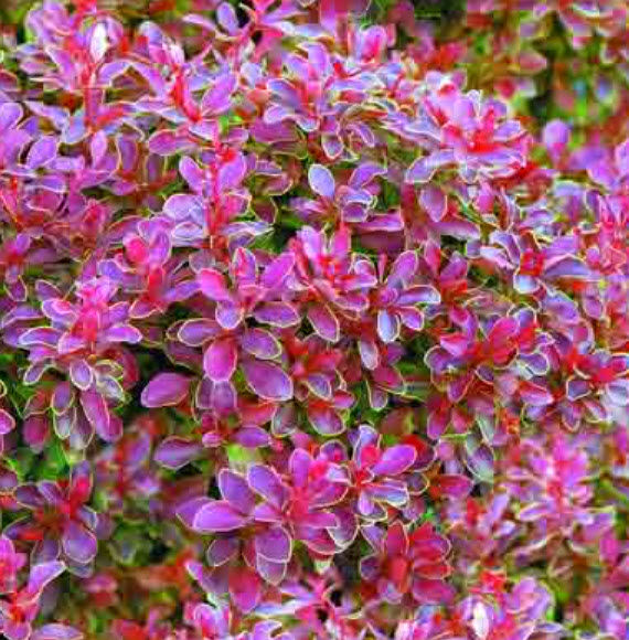 Барбарис Тунберга Адмирейшн С2 ЦО 