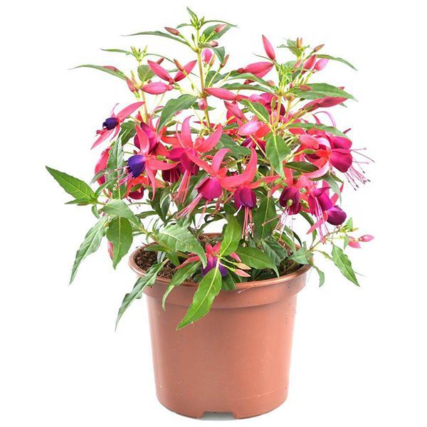 Фуксия в асс d12 ЕГ 