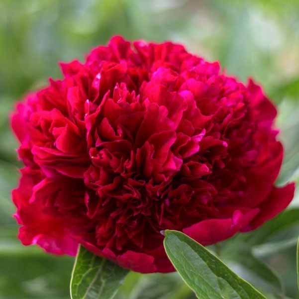 Пион Рэд Грейс v5 Tim 