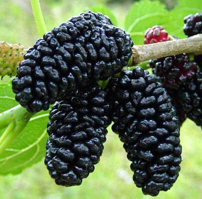 Шелковица (тутовник) извилистая Тортуоза v7 ХР 