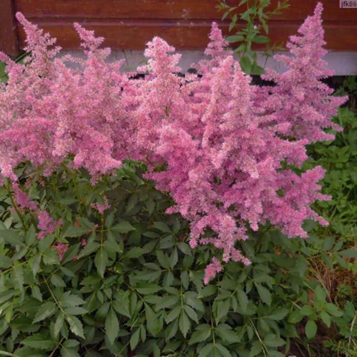 Астильба Кантри энд Вестерн v2 Tim 