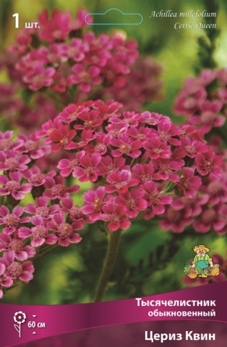 Корневище Тысячелистник обыкновенный Цериз Квин  I 1шт Поиск 