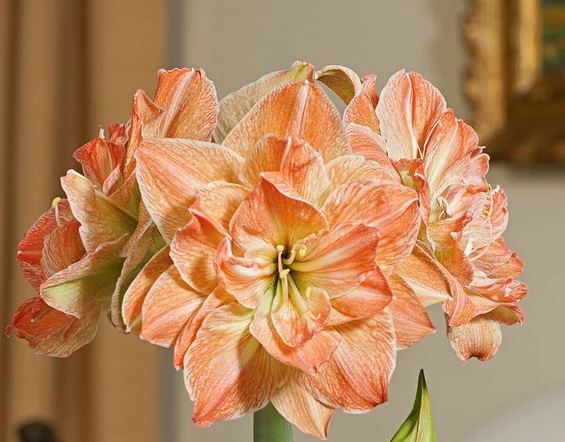 Экзотик Нимф