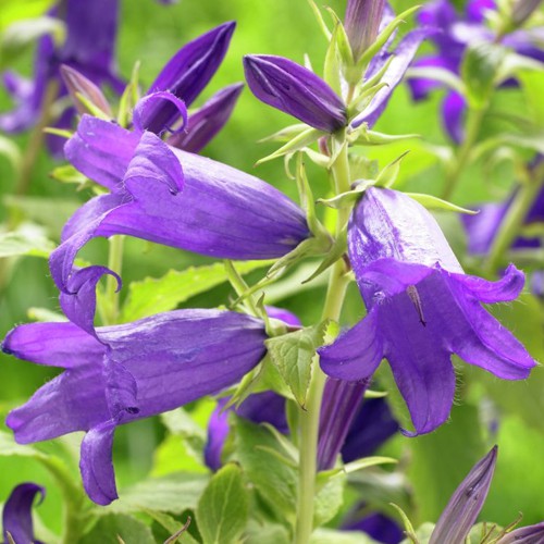 Колокольчик сибирский Роял Веддинг v2 Tim 