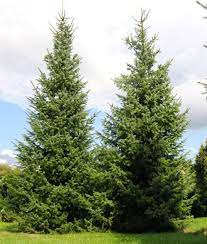 Ель сербская v35 80-100 