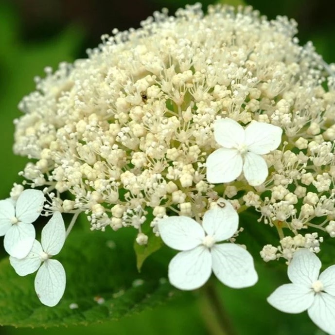 Гортензия древовидная Вайт Дом v3 Lav 