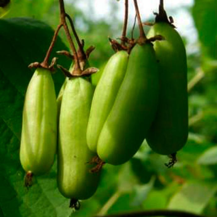 Растение актинидия коломикта Vitakola PBR  C2 