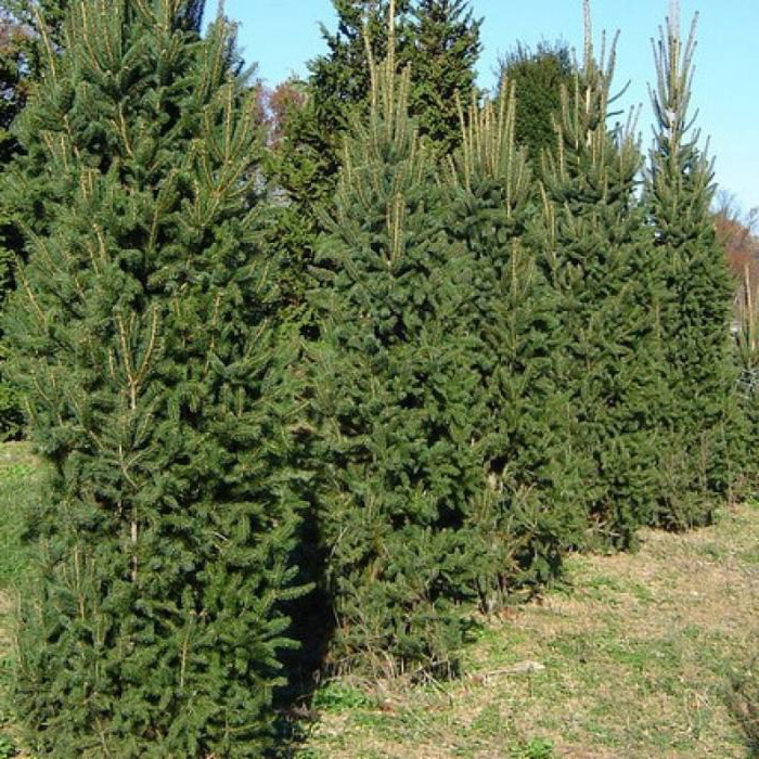 Ель обыкновенная Купресина v25 Lav 